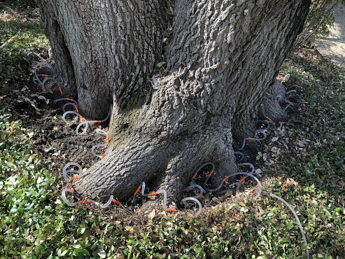 Detailed Tree Cabling and Bracing job site in Kahuku