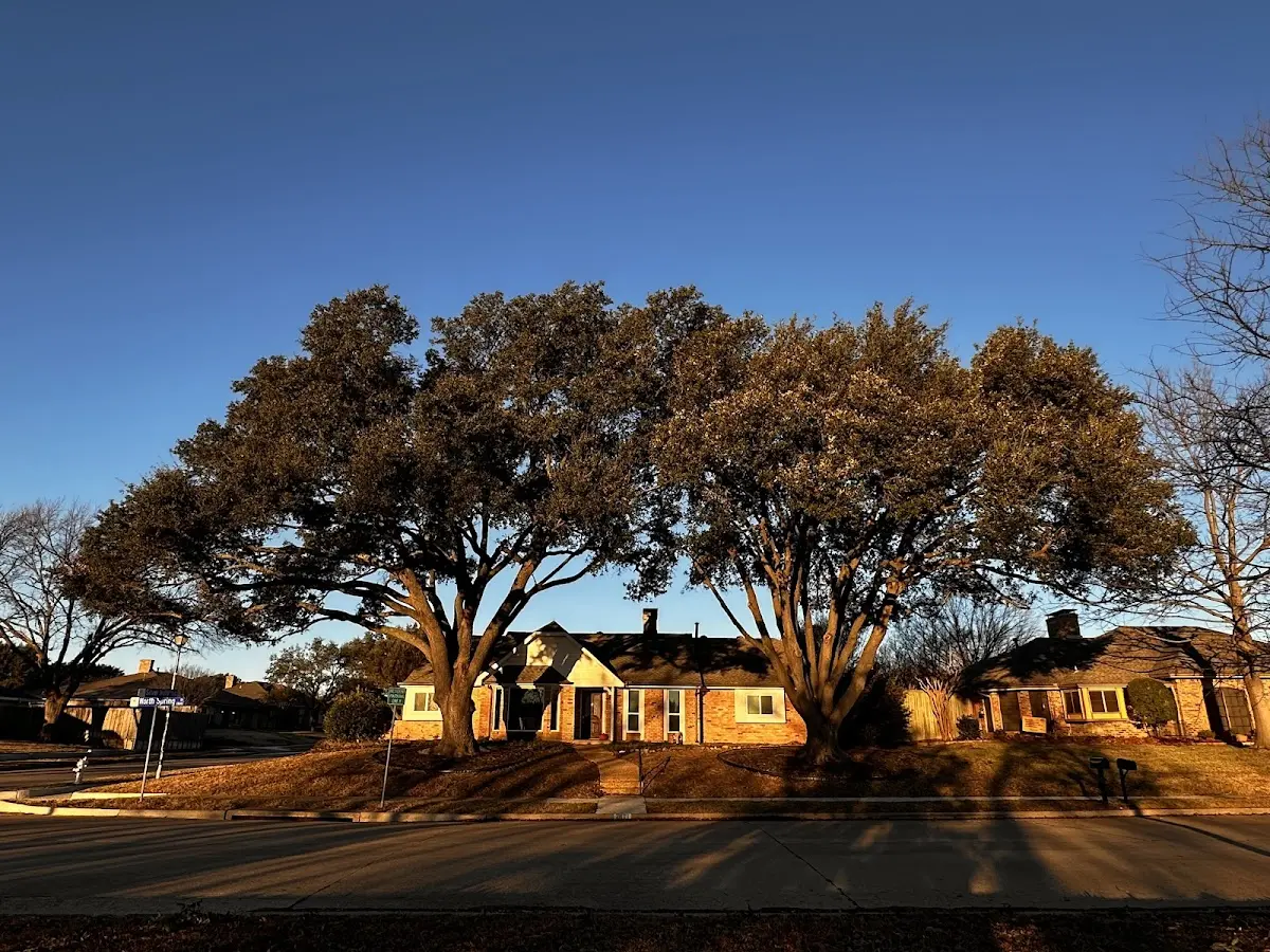 Established residential canopy tree shading a home in Kahuku