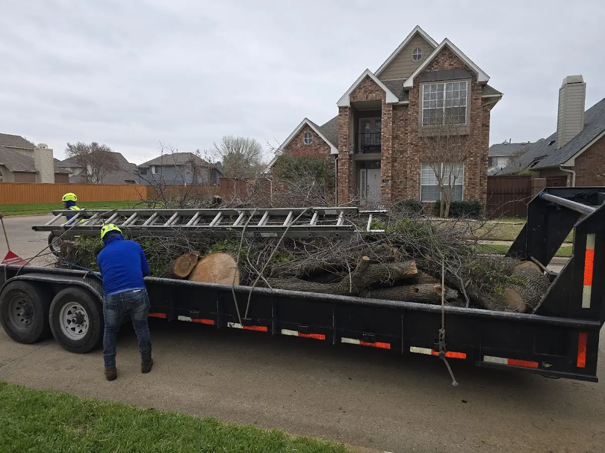 Expert Tree Removal with proper safety equipment in Kahuku